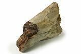 Fossil Hadrosaur (Edmontosaurus) Partial Tibia Bone - Wyoming #280488-3